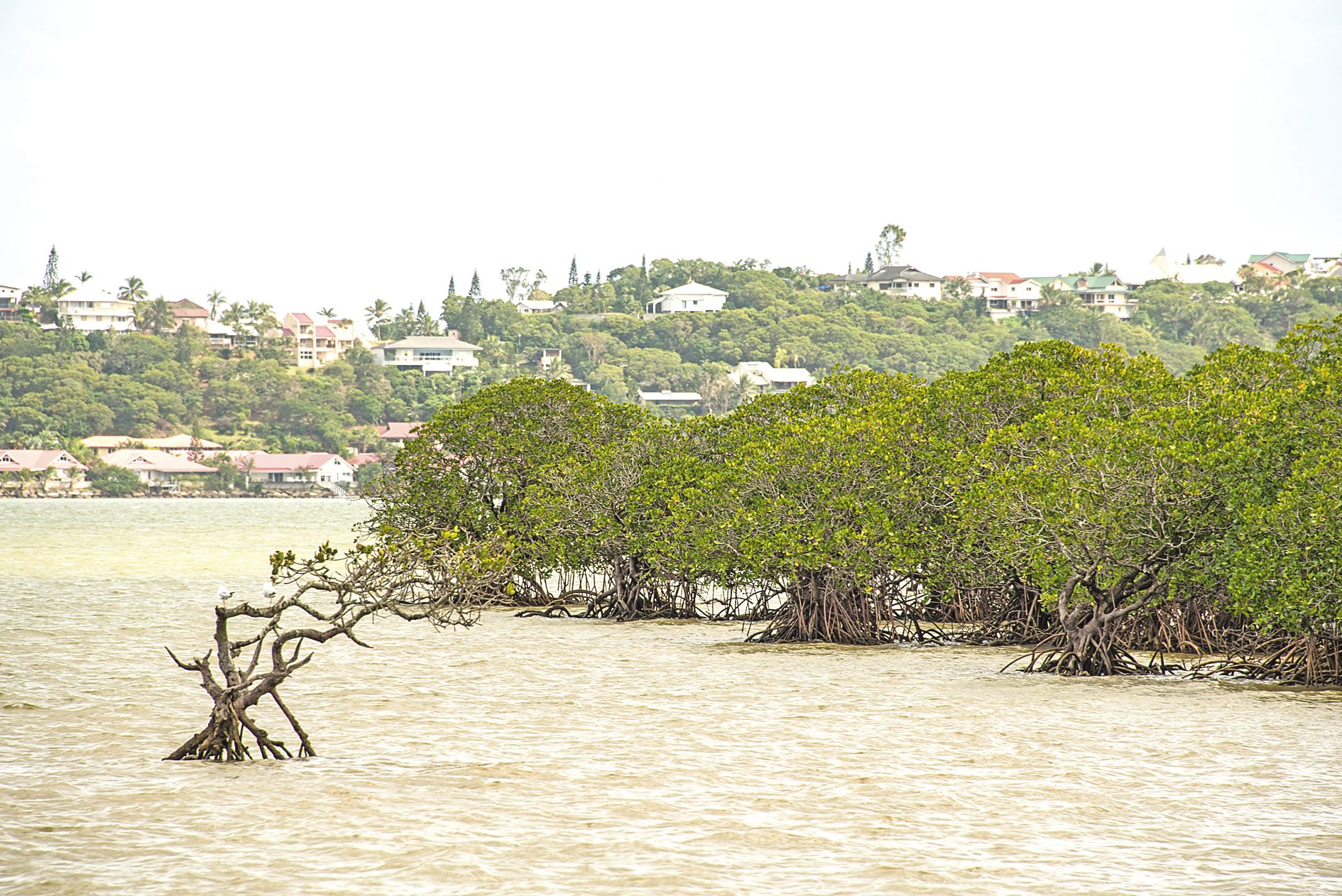 La construction côtière et l\'urbanisation au niveau de l’agglomération exercent une certaine pression sur les mangroves.