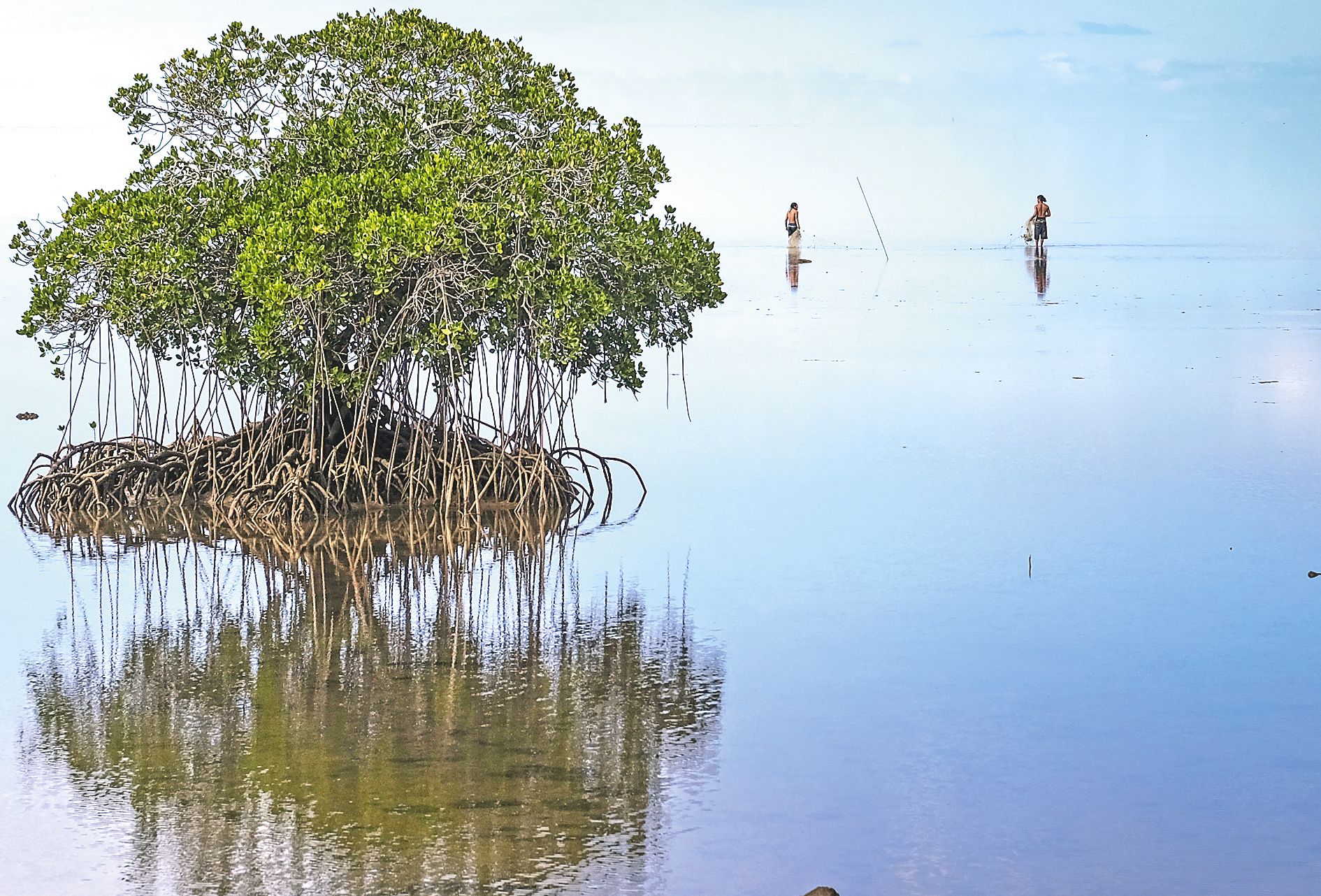 Nurserie pour les poissons, pêche au crabe : la mangrove constitue un garde-manger et une source de revenus importante pour les Calédoniens.