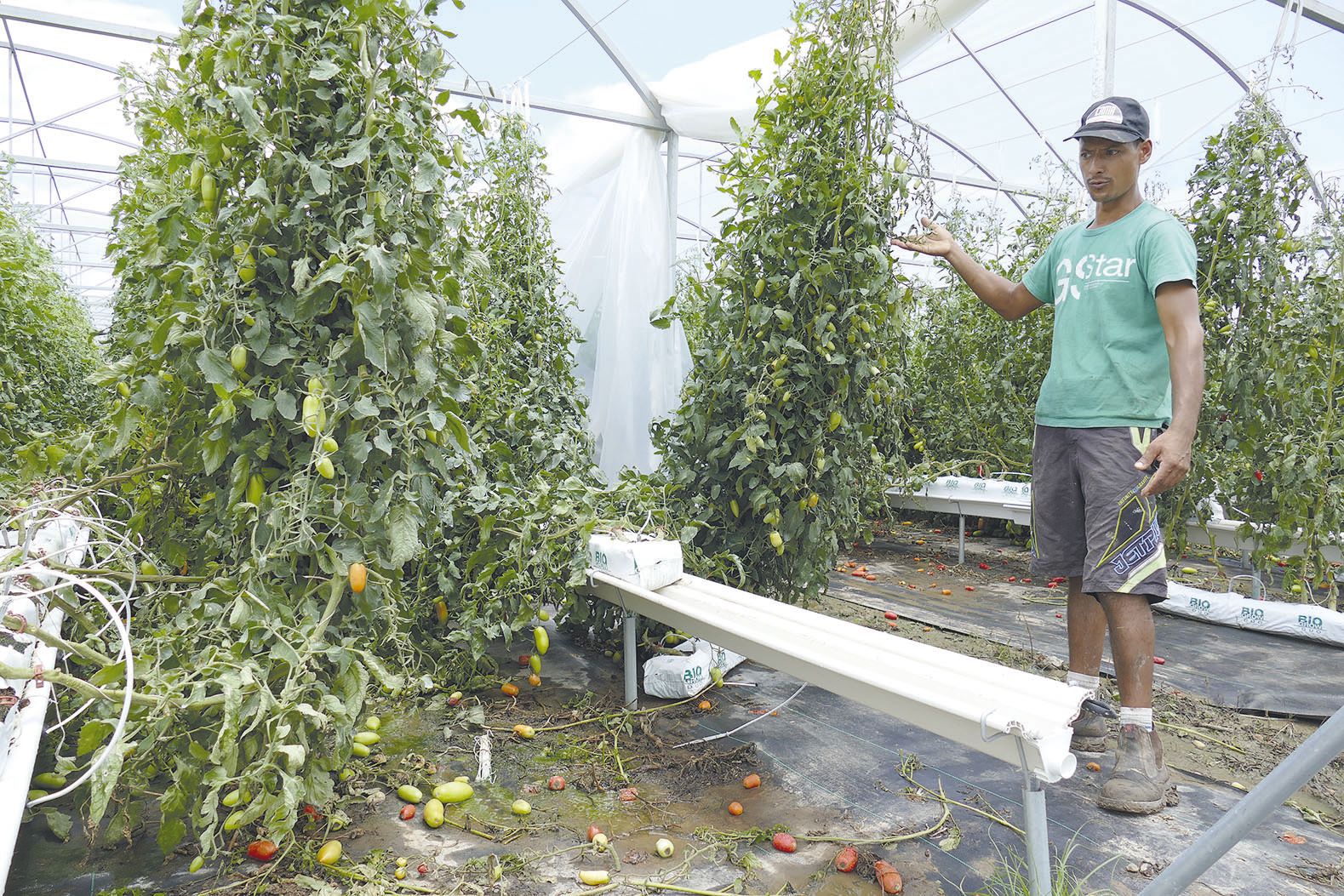 Les bâches n’ont pas résisté et une bonne partie de la production est au sol. « Beaucoup de pieds de tomates et de concombres risquent de mourir. On saura d’ici deux semaines. »