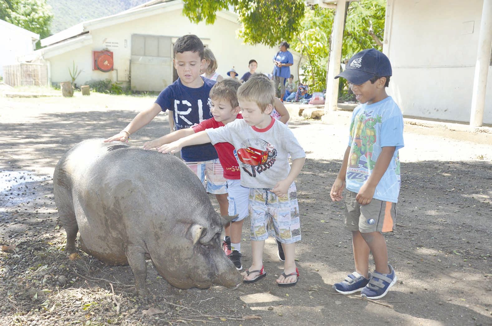 Jeudi matin, le groupe des petits est allé à la découverte des animaux de la ferme du Régiment du service militaire adapté de Nouvelle-Calédonie (RSMA-NC). Ils ont bénéficié d’une visite guidée par l’un des responsables.