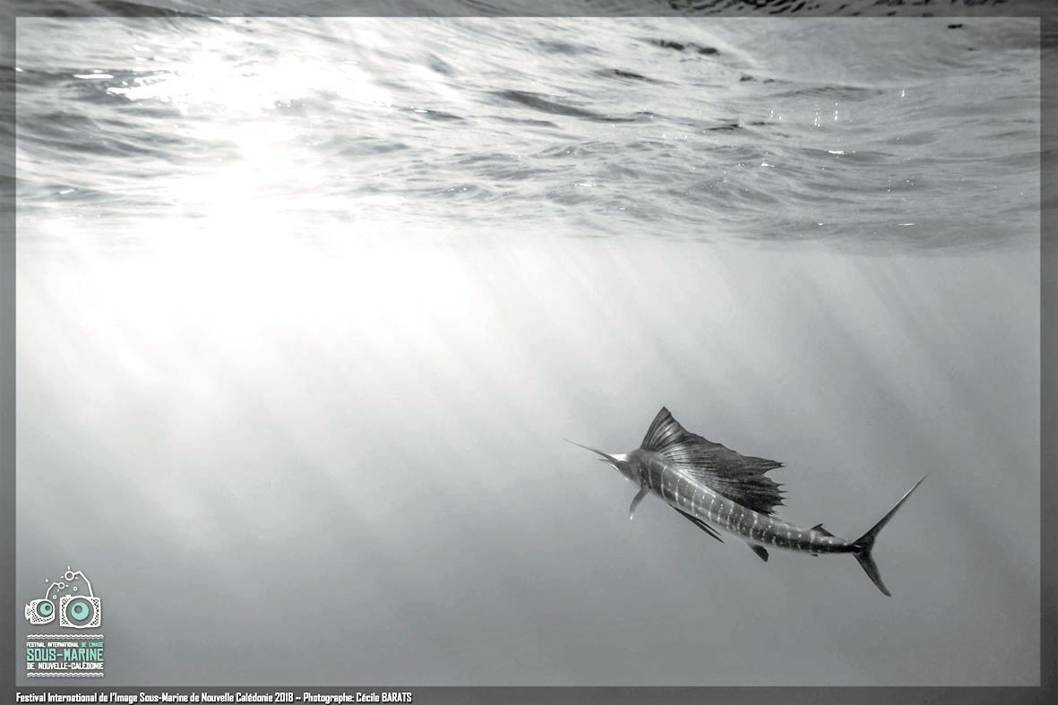 La photographie sous-marine tient aussi à la capacité de capter un instant aussi magique que fugace, comme le passage de cet espadon voilier tout près de la surface. Une image réalisée par Cécile Barats.