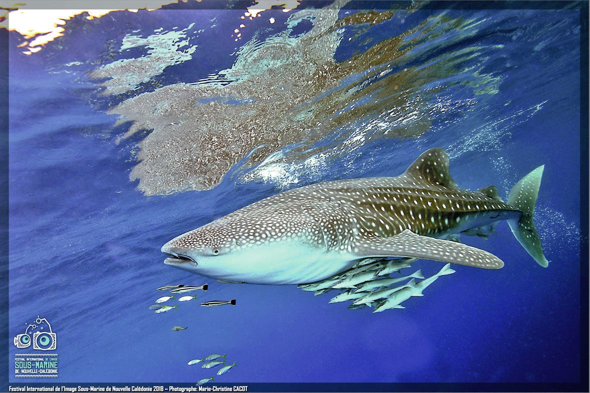 Croiser un requin baleine est une chance rare. Pourtant, plusieurs participants au concours avaient réussi à immortaliser l’animal, comme ici Marie-Christine Cacot.