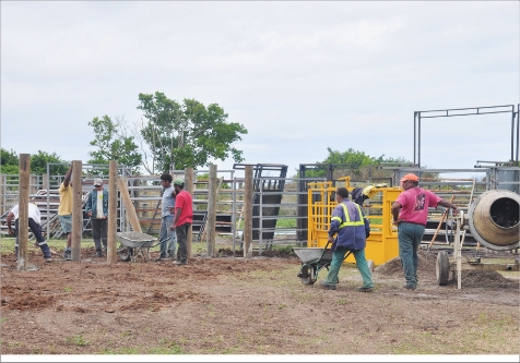 Une équipe achève la réfection du stockyard du carré de rodéo. Les travaux seront terminés pour le jour J.