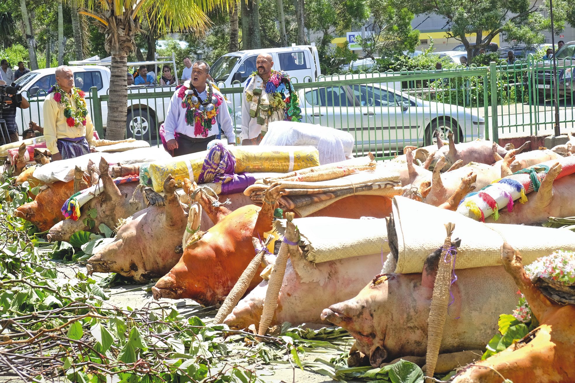 Les plus gros cochons sont exposés face à la tribune royale. « Avoir celui qu'on a acheté au premier rang, c'est un honneur », explique-t-on. Ils sont offerts aux invités, qui peuvent choisir de le donner à la communauté.