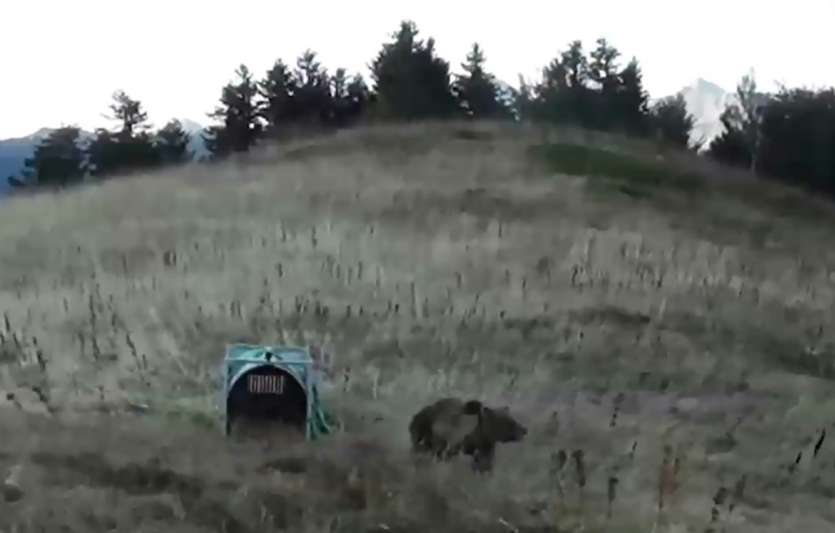 Pyrénées Des Anti Ours Dans La Montagne Pour Les Effrayer