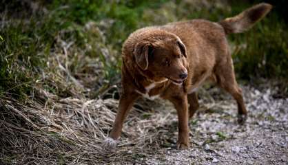 Portugal: Bobi, 30 ans, sacré le chien le plus vieux du monde