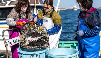 Le fugu, poisson de l'espoir pour les pêcheurs de Fukushima