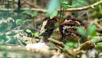 Un poussin cagou a vu le jour au Parc forestier et zoologique de Nouméa