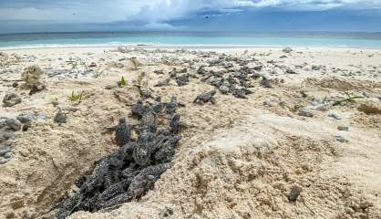 Le lagon Sud, un site capital pour la survie des tortues marines