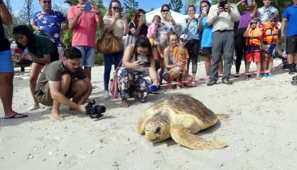 [VIDÉO] Une tortue grosse tête relâchée après deux mois de soins à l’Aquarium des Lagons