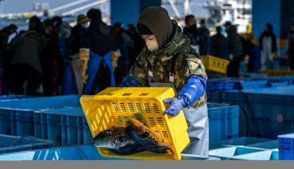 Le fugu, l'espoir de Fukushima