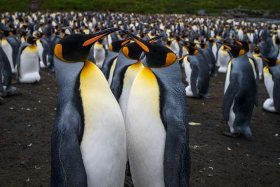 Les manchots royaux de Crozet menacés par le réchauffement climatique