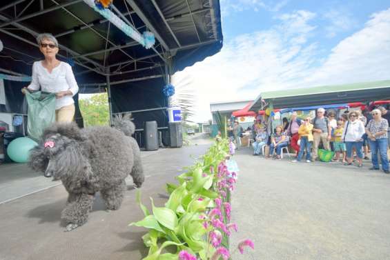 Huit animaux adoptés et 800 visiteurs lors des portes ouvertes de la Spanc