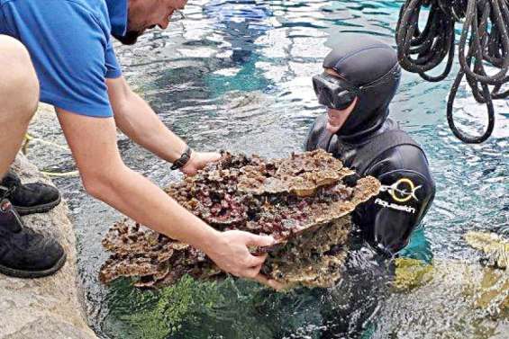 Aquarium : compte à rebours jusqu'à la mi-septembre