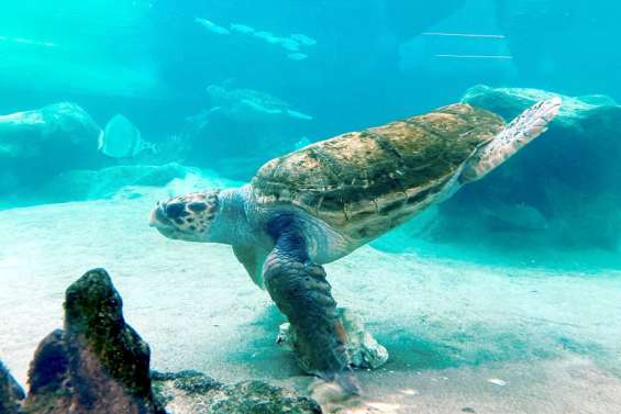 Les places pour la soirée carnaval de l'aquarium s'arrachent