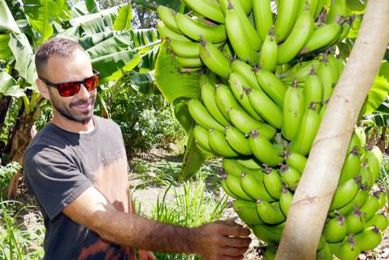 La production de bananes 