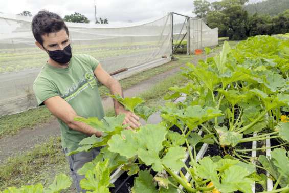 [Gros plan] Maraîchage : la production locale s'effondre