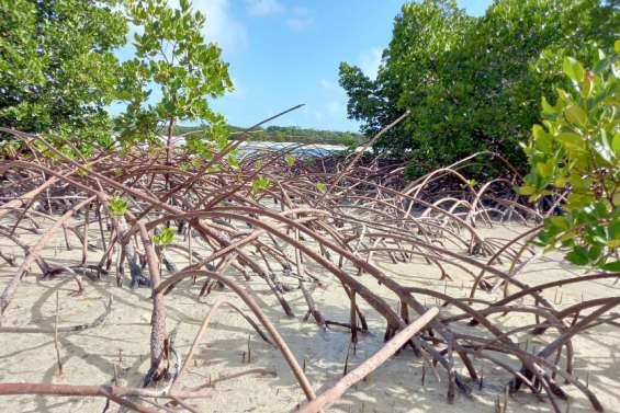 [GROS PLAN] Les scientifiques scrutent la mangrove d'Ouvéa