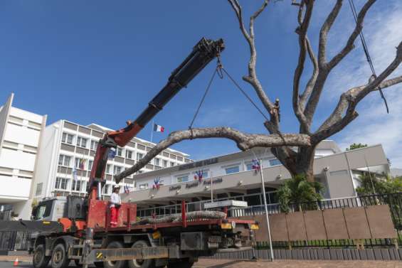 La coupe du caïlcédrat centenaire continue devant la mairie