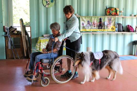 Une formation pour devenir chien visiteur jeudi prochain