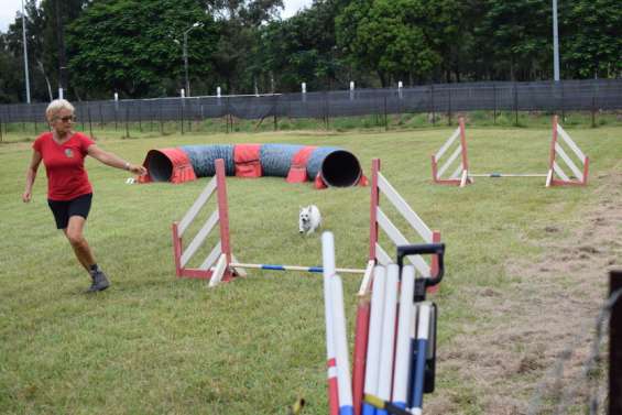 Le club canin organise un concours d'agility, samedi