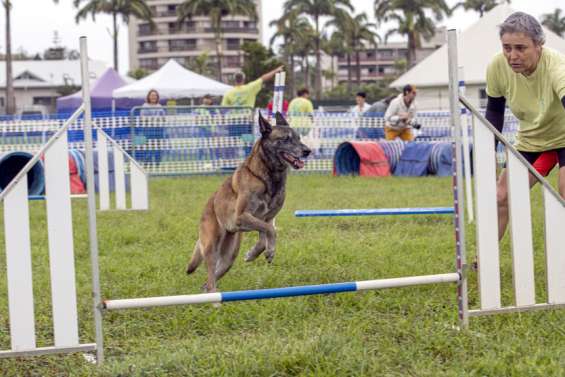 Des centaines de chiens à l'hippodrome