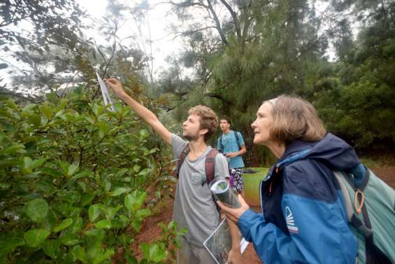 Dumbéa : à la recherche des plantes endémiques... et des déchets