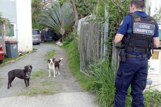 Le gouvernement veut imposer l'identification des chiens et des chats