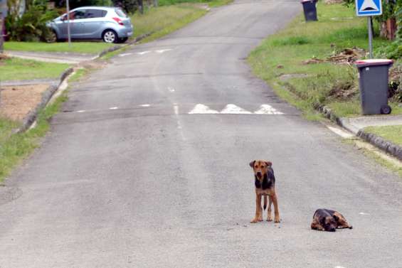 Un projet de loi sur les chiens et les chats 