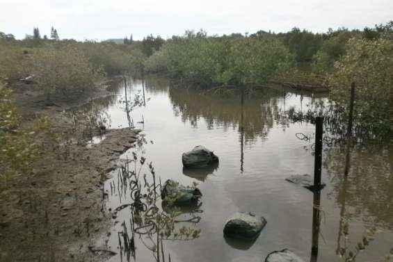 SOS Mangrove encore pris pour cible à Robinson