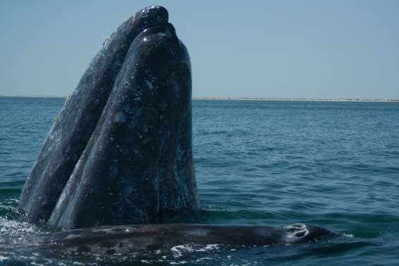 Des baleines grises du Pacifique rétrécissent à mesure que le climat se réchauffe