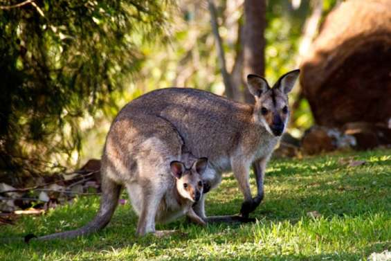 Australie : ouverture d’une enquête après l’abattage illégal de 65 kangourous près de Melbourne