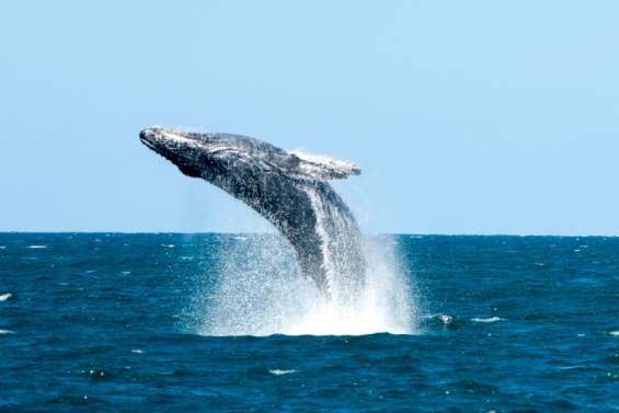 Saison des baleines : la fréquentation n’a 