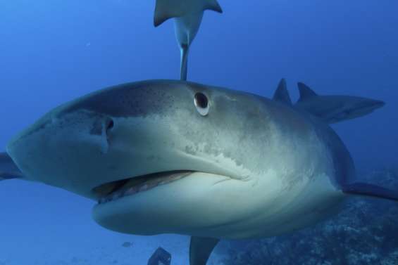 Des requins testés positifs à la cocaïne au Brésil