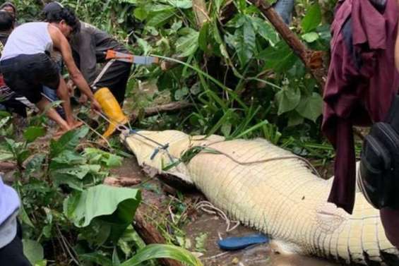 Indonésie : les restes d’une femme retrouvés dans le ventre d’un crocodile