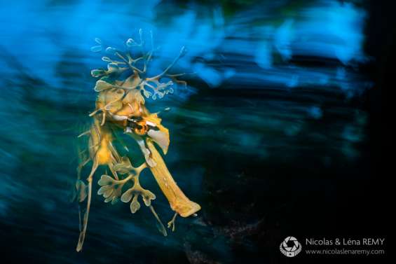 Les fonds sous-marins sublimés en photographie et en film au festival Sublimage