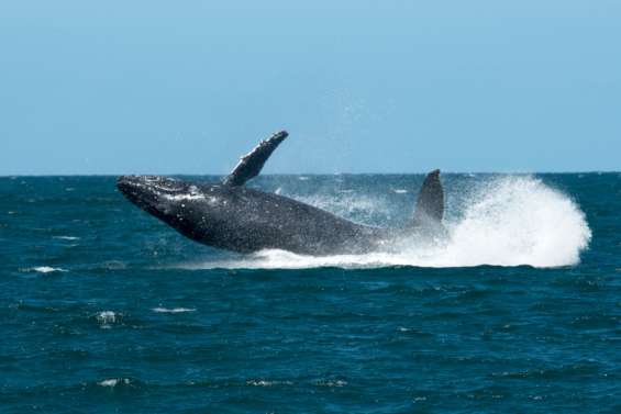 Le projet de reprise de la chasse commerciale à la baleine échoue