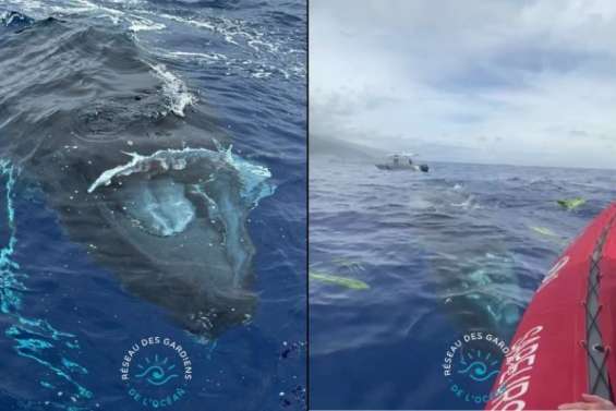 TAHITI – Une baleine juvénile meurt à Faa’a après avoir été blessée par un 