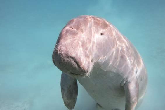 Deux dugongs retrouvés morts le même jour à Païta et Nouméa