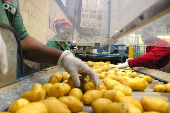 Bientôt une usine de chips locales sur le Caillou ?