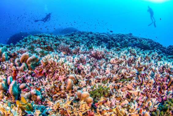 Le plus grand corail du monde découvert aux îles Salomon