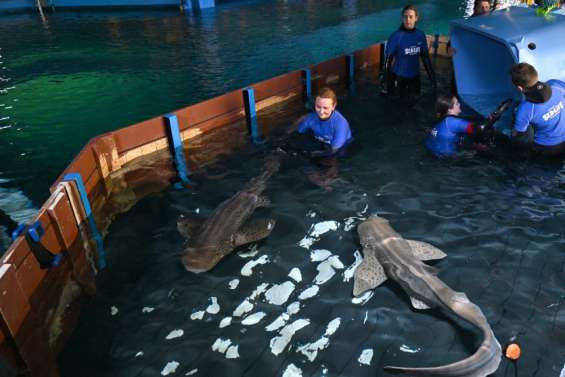 Des requins léopards inséminés en Australie pour préserver la diversité