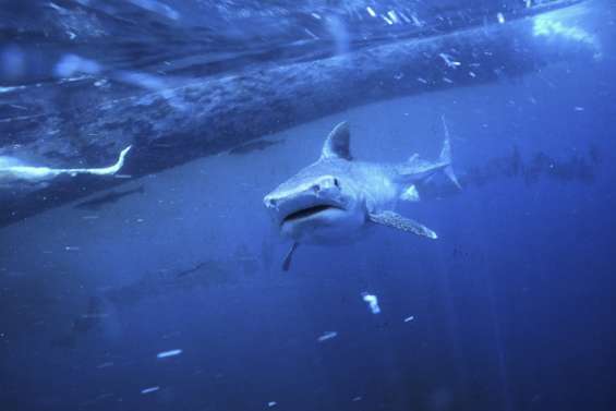 Australie : un homme tué par un requin dans la Grande Barrière de corail