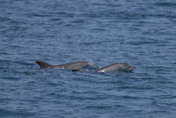 Dauphins : la justice confirme une interdiction de pêche d'un mois dans le golfe de Gascogne