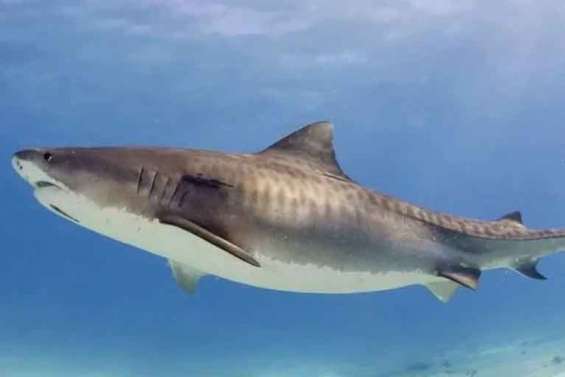 Bourail : un requin-tigre aperçu à Poé, la baignade est interdite