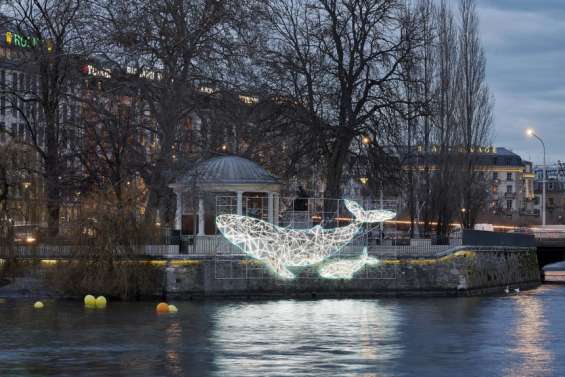 Un cétacé calédonien illumine le Lac de Genève