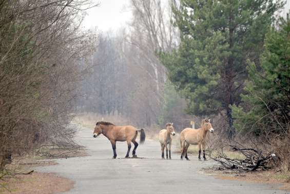 Le cheval qui redonne vie à Tchernobyl