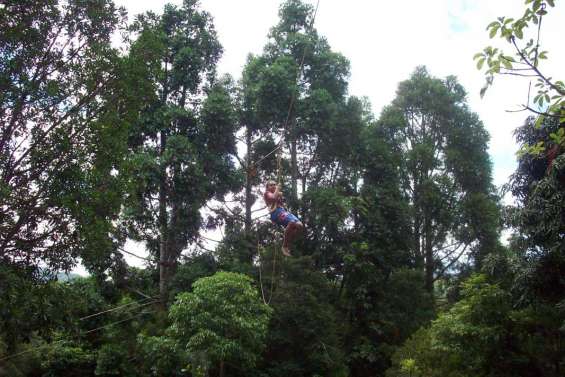 Les jeunes s'accrochent aux branches