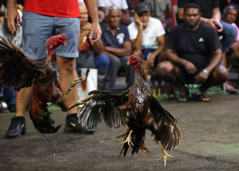 Les combats de coqs, tradition toujours vivace à La Réunion