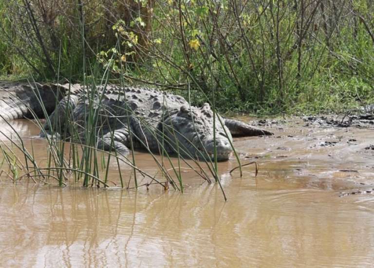 Australie : une communauté aborigène du Nord cuisine le crocodile qui la terrorisait